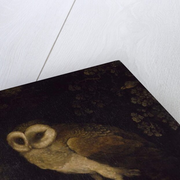 An Owl, 1780-90 by Moses Haughton