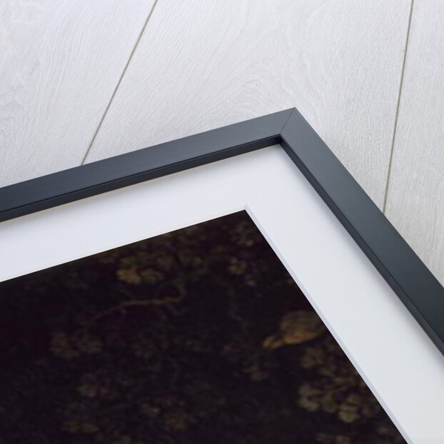 An Owl, 1780-90 by Moses Haughton