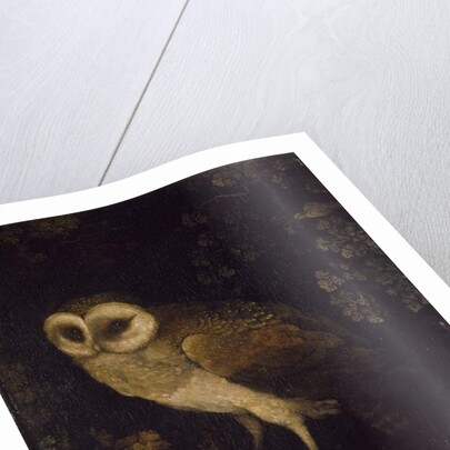 An Owl, 1780-90 by Moses Haughton