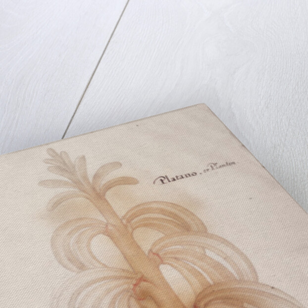 Plantain, c.1590 by John White