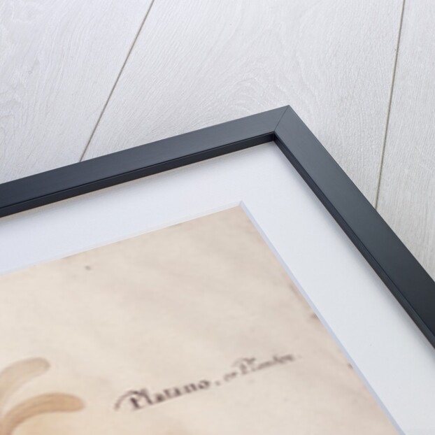 Plantain, c.1590 by John White