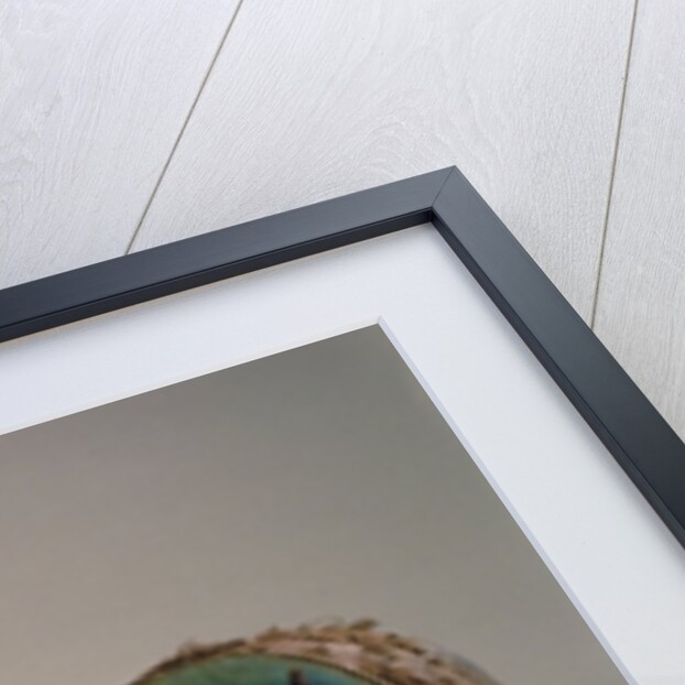 A collection of American Indian drums by School American