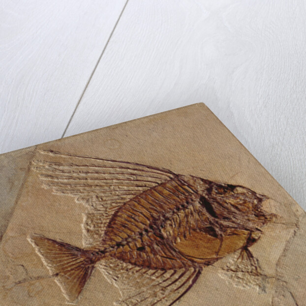 Fish by Prehistoric Prehistoric