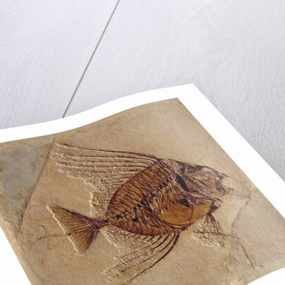 Fish by Prehistoric Prehistoric