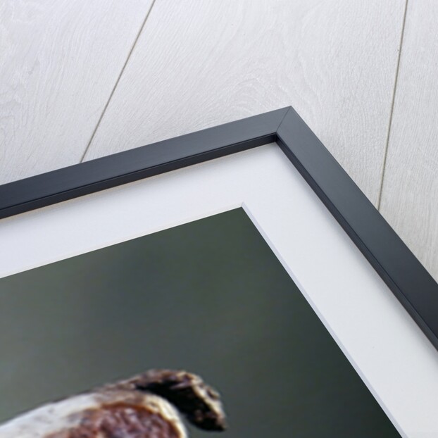 Standing Horse by Edgar Degas