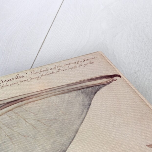 Pelican, c.1590 by John White