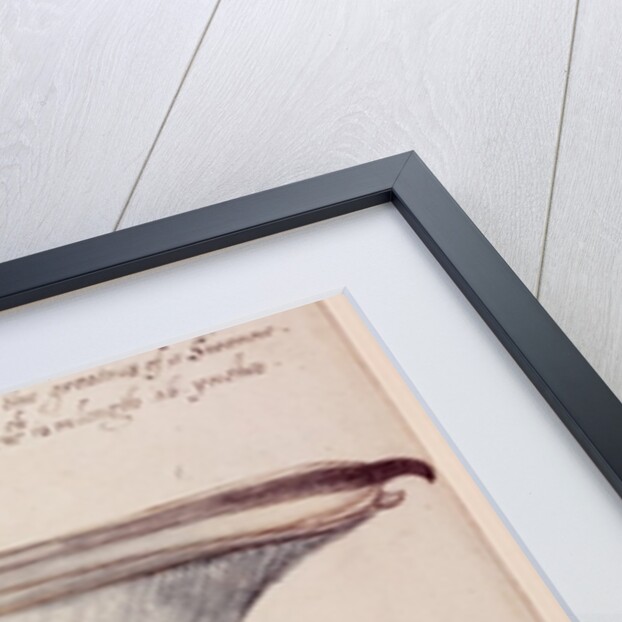 Pelican, c.1590 by John White