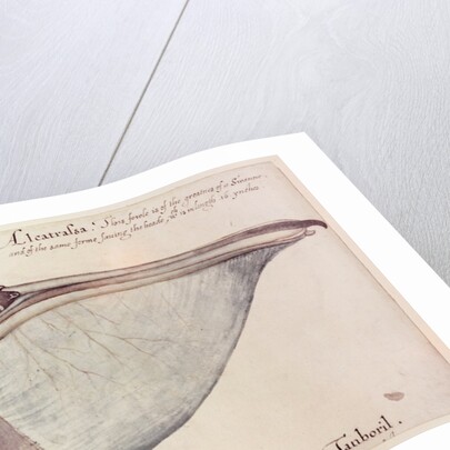 Pelican, c.1590 by John White