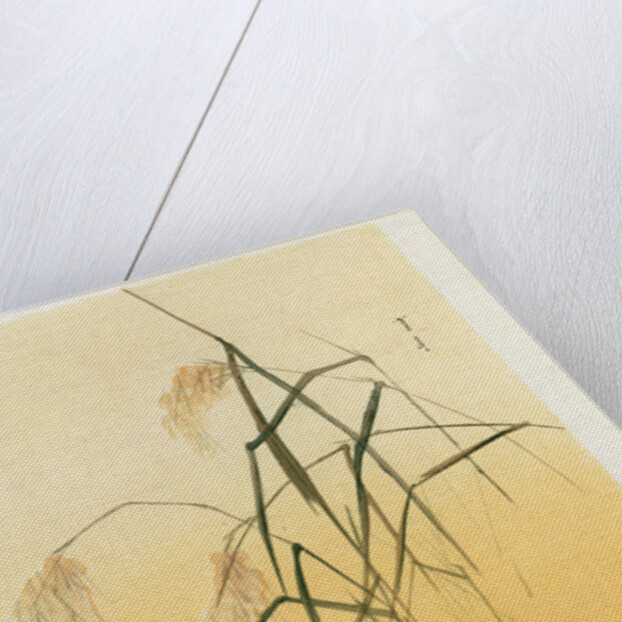 Blackbird, Edo Period by Japanese School