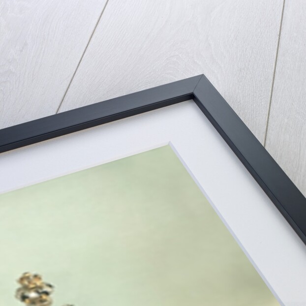 Torah scroll with Silver Crown finials by Anonymous