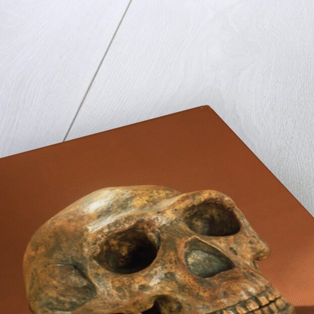 Peking Man's reconstructed skull, Cave Choukou'tien by School Chinese