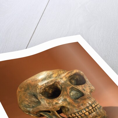 Peking Man's reconstructed skull, Cave Choukou'tien by School Chinese