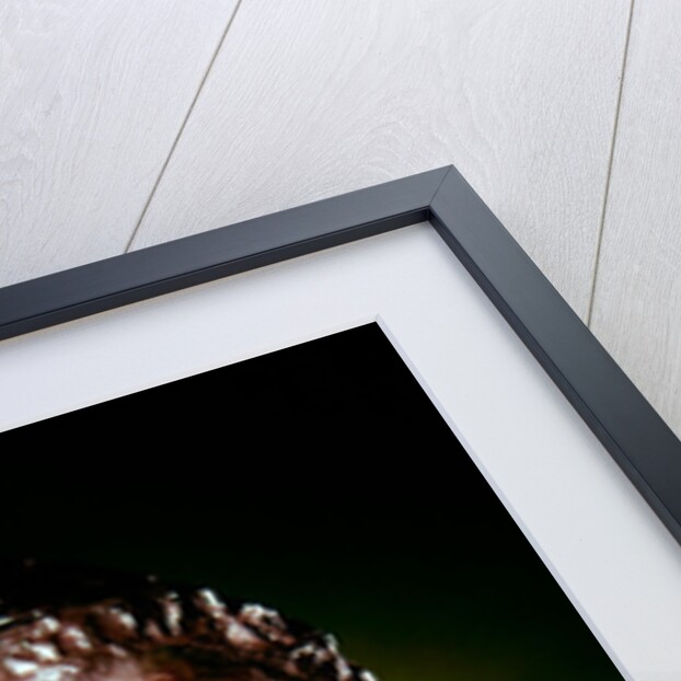 Pope Benedict XV, 1915 by Auguste Rodin