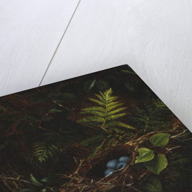 Bird's Nest and Ferns, 1863 by Fidelia Bridges