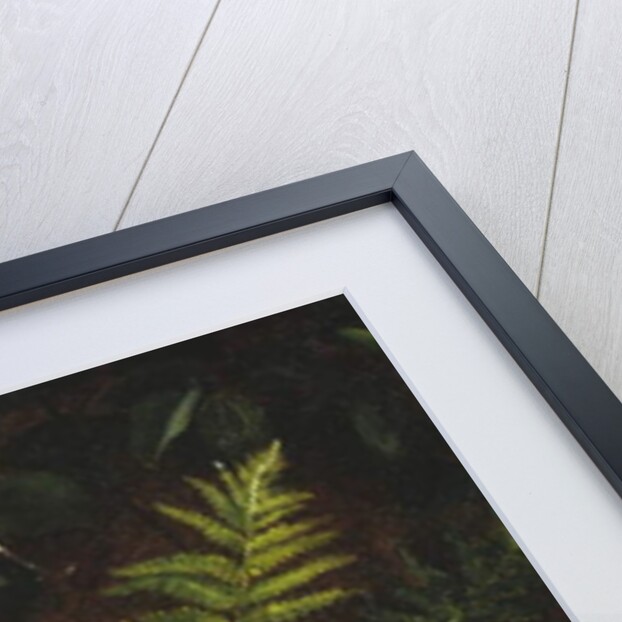 Bird's Nest and Ferns, 1863 by Fidelia Bridges