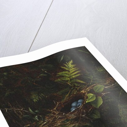 Bird's Nest and Ferns, 1863 by Fidelia Bridges