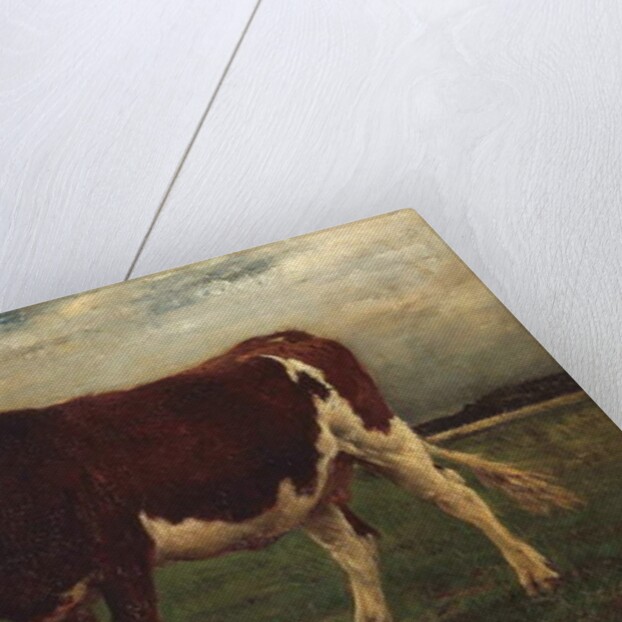 Study of a Cow, 1870-90 by Emile van Marcke de Lummen