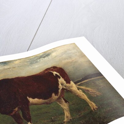 Study of a Cow, 1870-90 by Emile van Marcke de Lummen