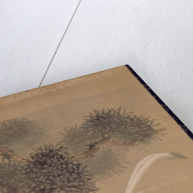 Long-tailed birds in pine tree, c.1800 by Ariwara Baikei