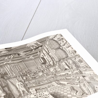 Museum of Ole Worm, Leiden, 1655 by G. Wingendorp