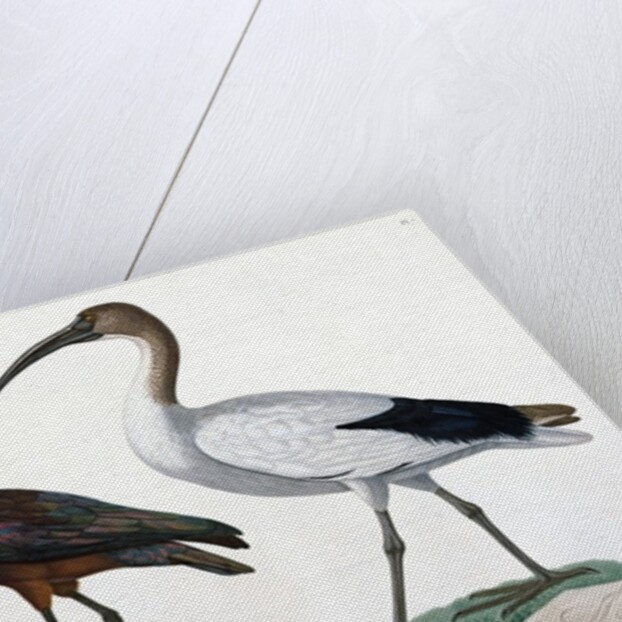 Ibises by Jules-Cesar Savigny