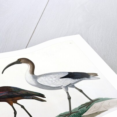 Ibises by Jules-Cesar Savigny