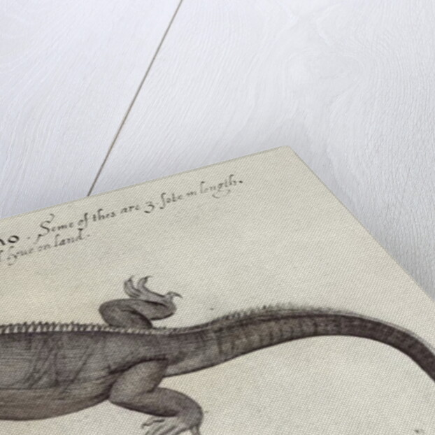 Iguana by John (after) White