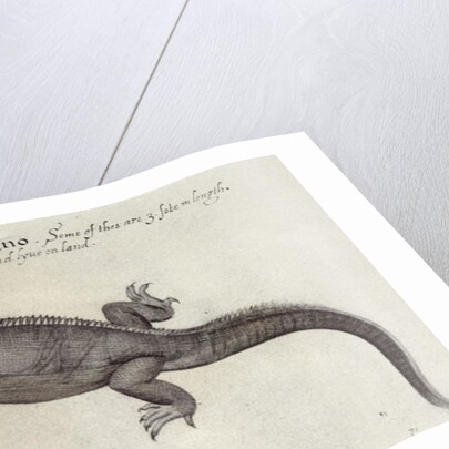 Iguana by John (after) White