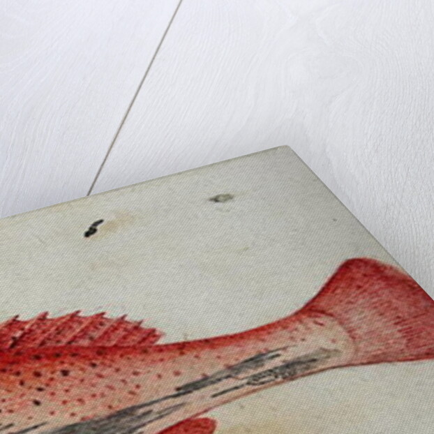 Garopa by John White