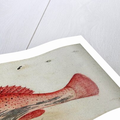 Garopa by John White