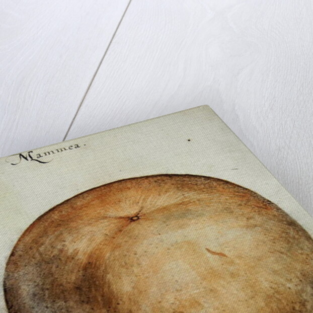 Mammea Apple by John White