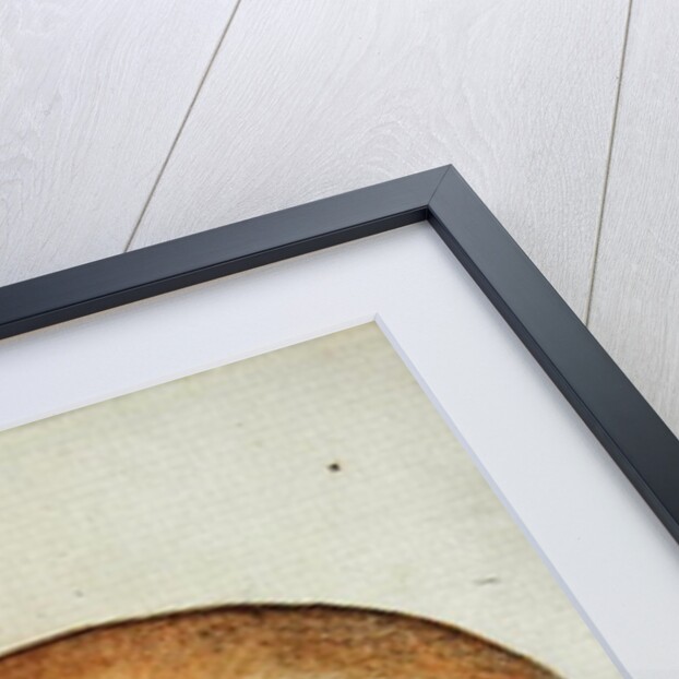 Mammea Apple by John White