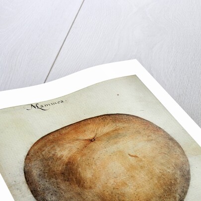 Mammea Apple by John White