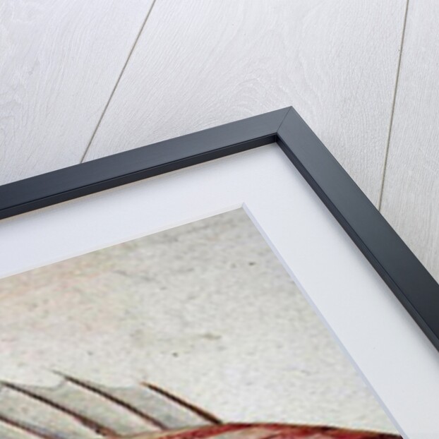 Blue striped grunt fish by John White