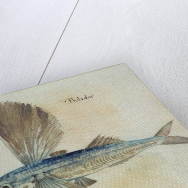 Flying-Fish by John (after) White