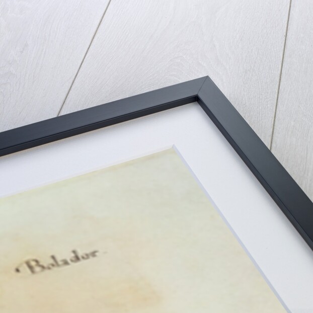 Flying-Fish by John (after) White