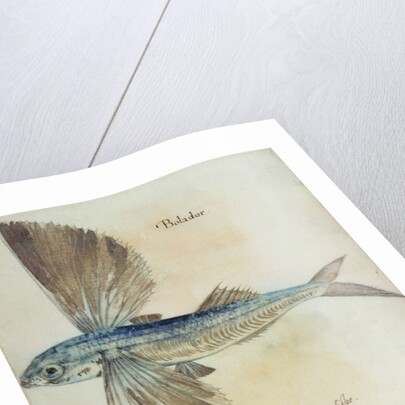 Flying-Fish by John (after) White