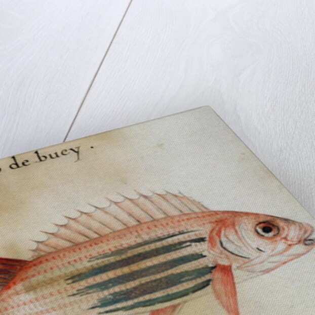 Squirrel fish or Soldier fish by John White