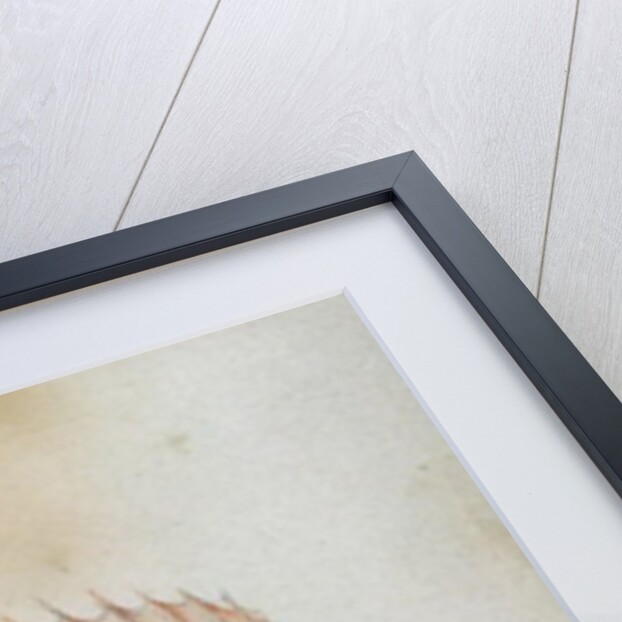 Squirrel fish or Soldier fish by John White