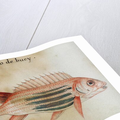 Squirrel fish or Soldier fish by John White