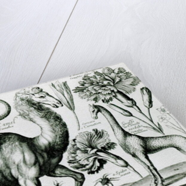 Study of Animals and Flowers by Wenceslaus Hollar