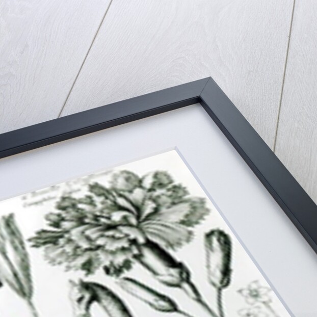 Study of Animals and Flowers by Wenceslaus Hollar