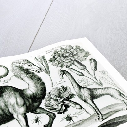 Study of Animals and Flowers by Wenceslaus Hollar