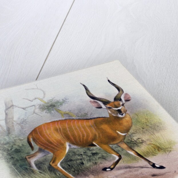 The Broad Horned Antelope by Joseph & Smit J. (fl.1870) Wolf