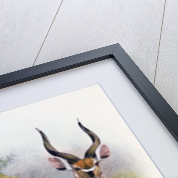 The Broad Horned Antelope by Joseph & Smit J. (fl.1870) Wolf