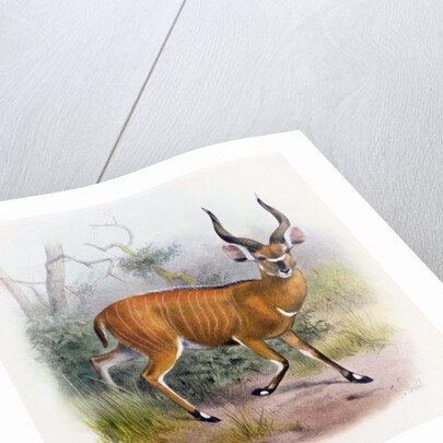 The Broad Horned Antelope by Joseph & Smit J. (fl.1870) Wolf