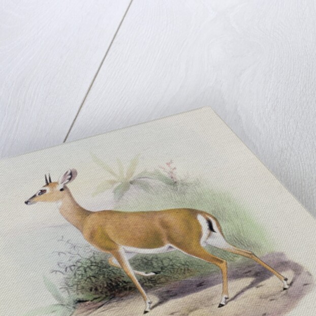 Antelope by Joseph & Smit J. (fl.1870) Wolf