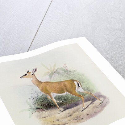 Antelope by Joseph & Smit J. (fl.1870) Wolf