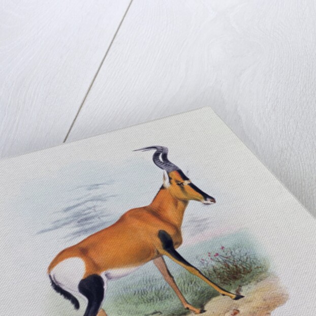 Antelope by Joseph & Smit J. Wolf