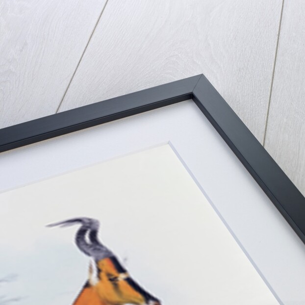 Antelope by Joseph & Smit J. Wolf